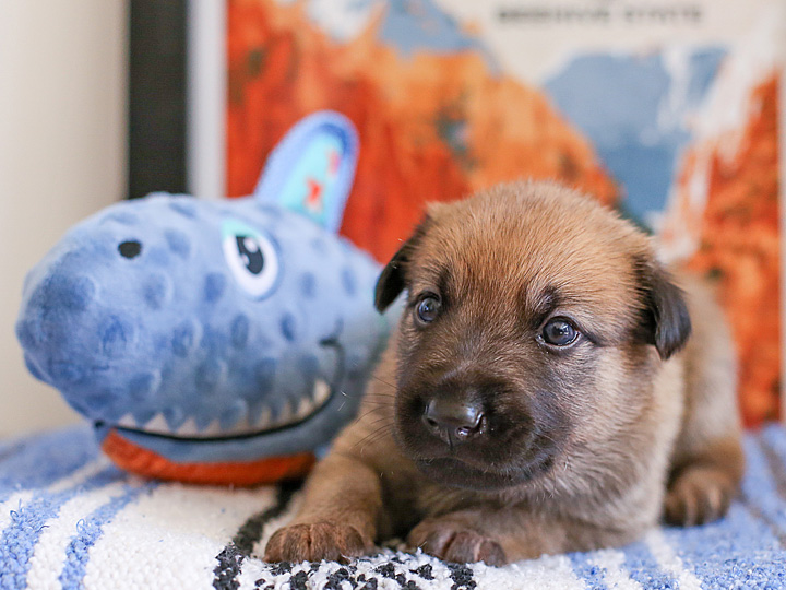 chinook puppy